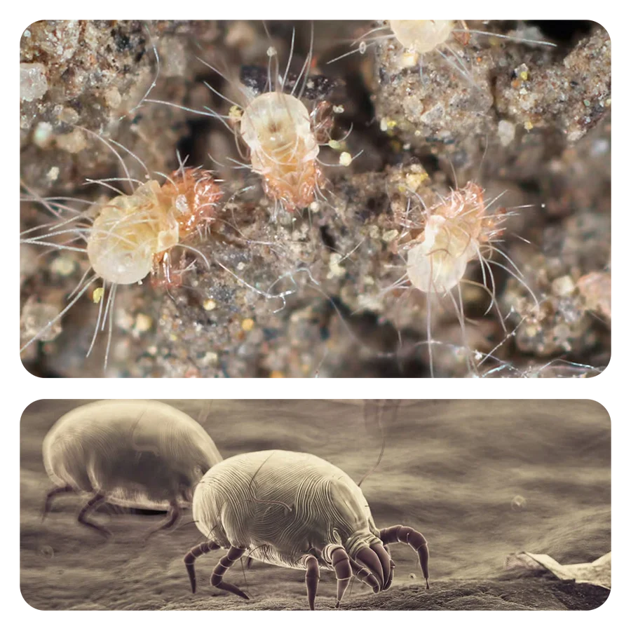 Dust mites affect your sleep – more than you think